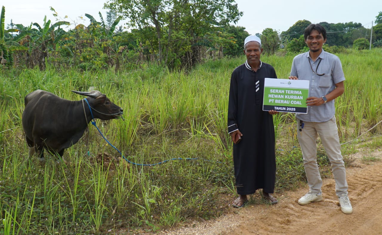 PT Berau Coal bersama mitra kerja menyalurkan hewan kurban ke kampung lingkar tambang sebagai wujud syukur dan kebersamaan pada Iduladha 1446 H. (Istimewa)